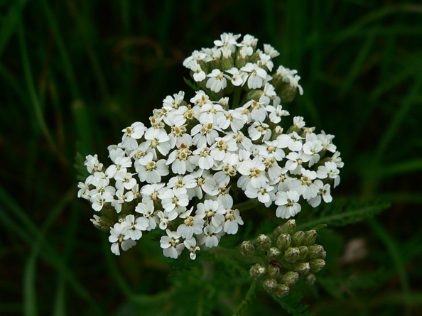 {Achillea borealis}